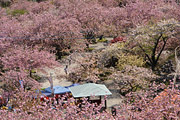 一心寺の八重桜