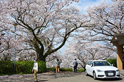 久留米の桜